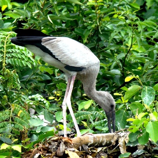 Ranganathittu Bird Sanctuary - O que saber antes de ir (2025)