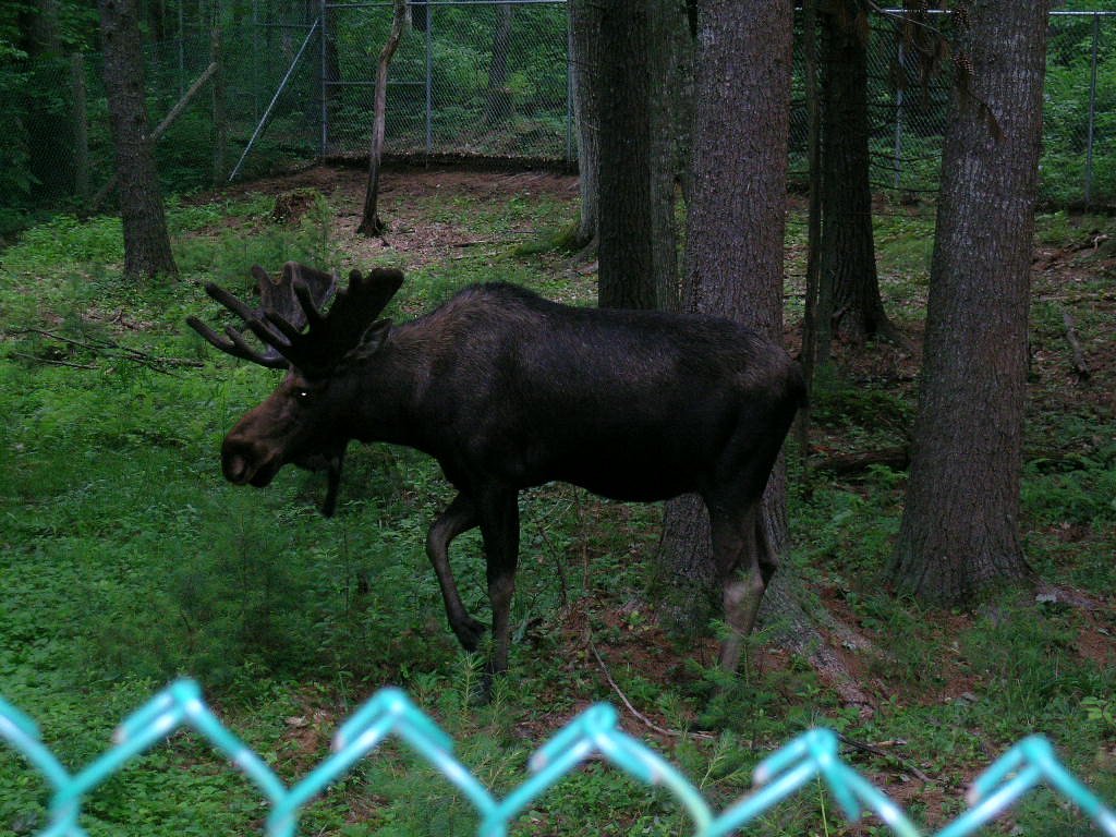 Maine Wildlife Park (Gray) - All You Need to Know BEFORE You Go