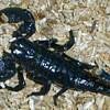 skorpion63