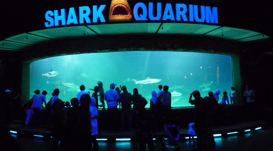 Sharks World!