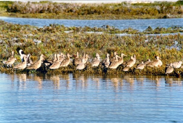 Laguna San Ignacio (Baja California) 2022 Lohnt es sich? (Mit fotos)