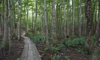 are dogs allowed in croatan national forest