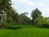Love_Bali_Ubud