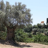 Giardino della Kolymbetra, sullo sfondo il Tempio dei Dioscuri