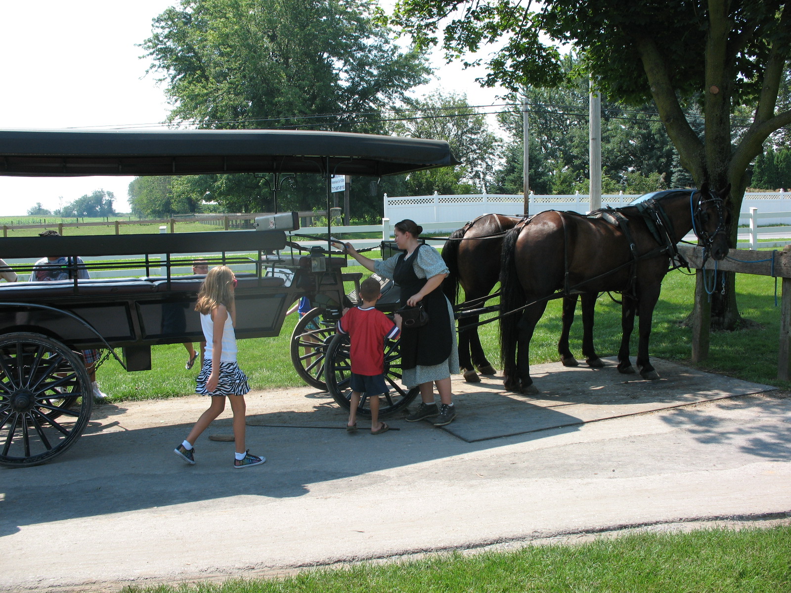 Amish buggy hot sale ride