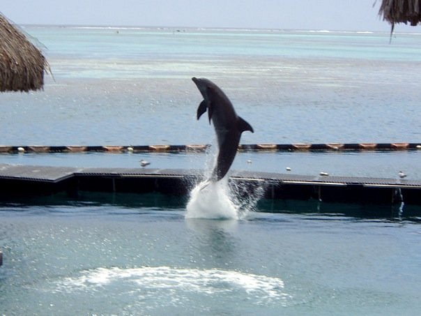Moorea Dolphin Center image