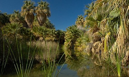 1000 Palms Nature Preserve