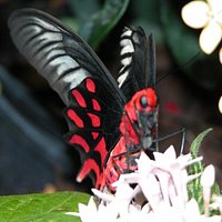 butterfly garden