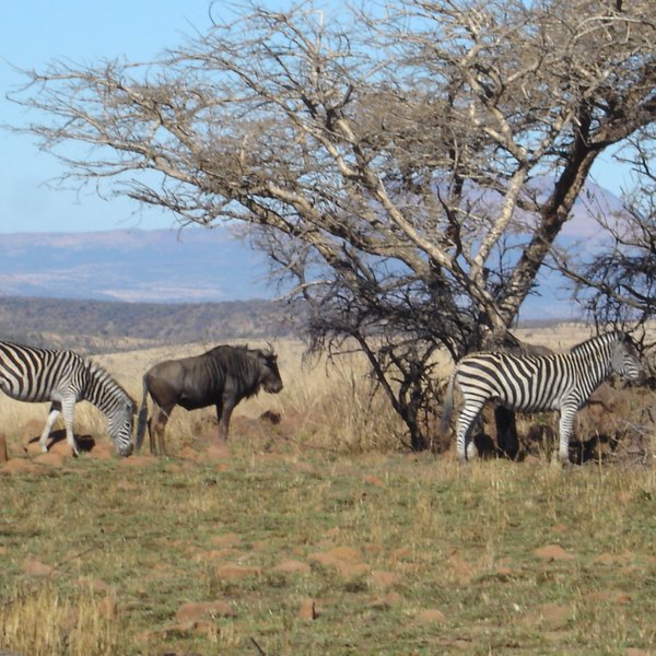 NKANDLA FOREST RESERVE (KwaZulu-Natal) - Qué SABER antes de ir