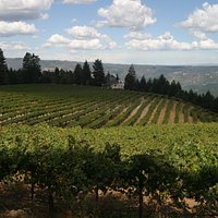 Vineyard
