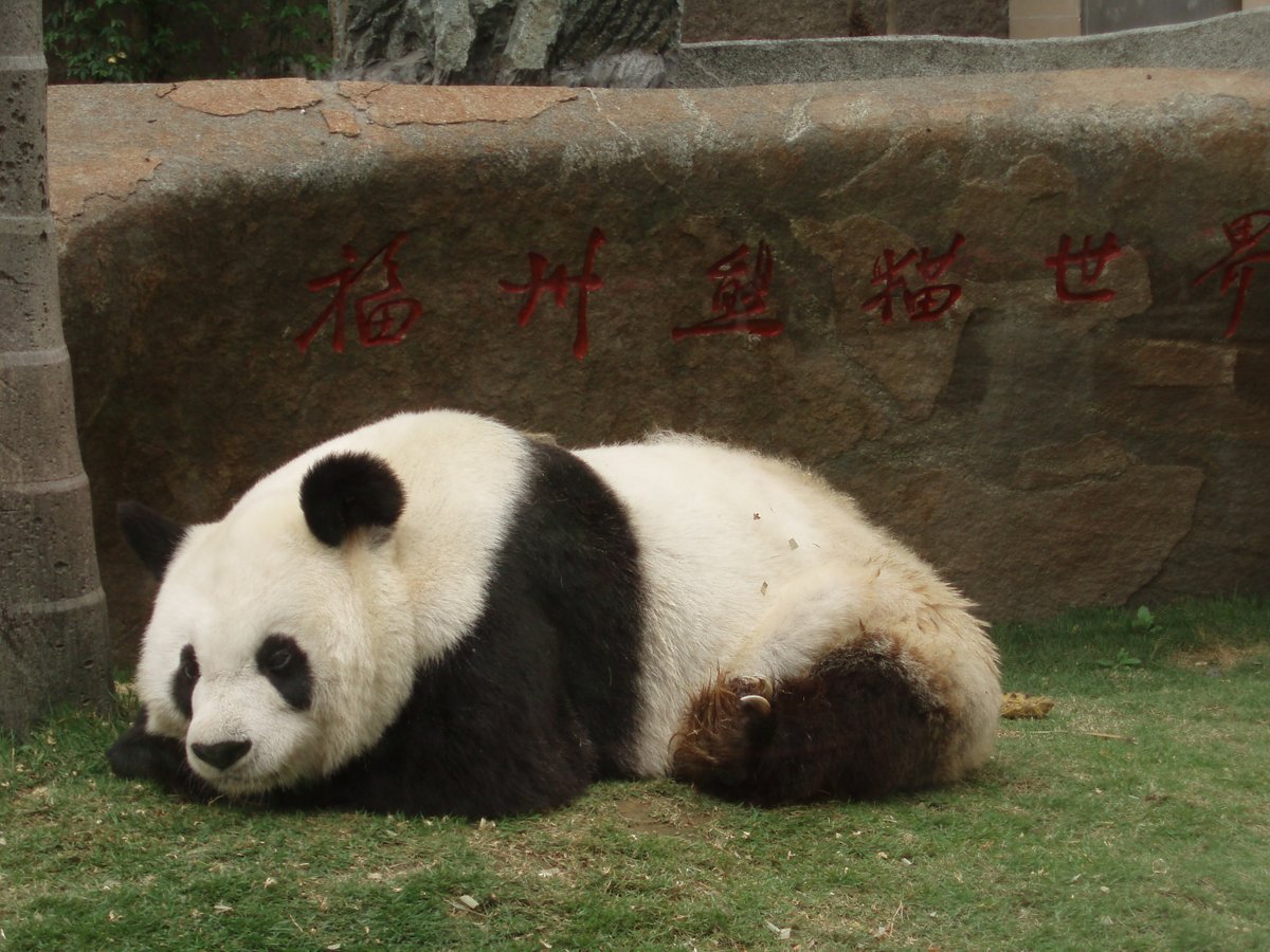 Panda World, Фучжоу: лучшие советы перед посещением - Tripadvisor