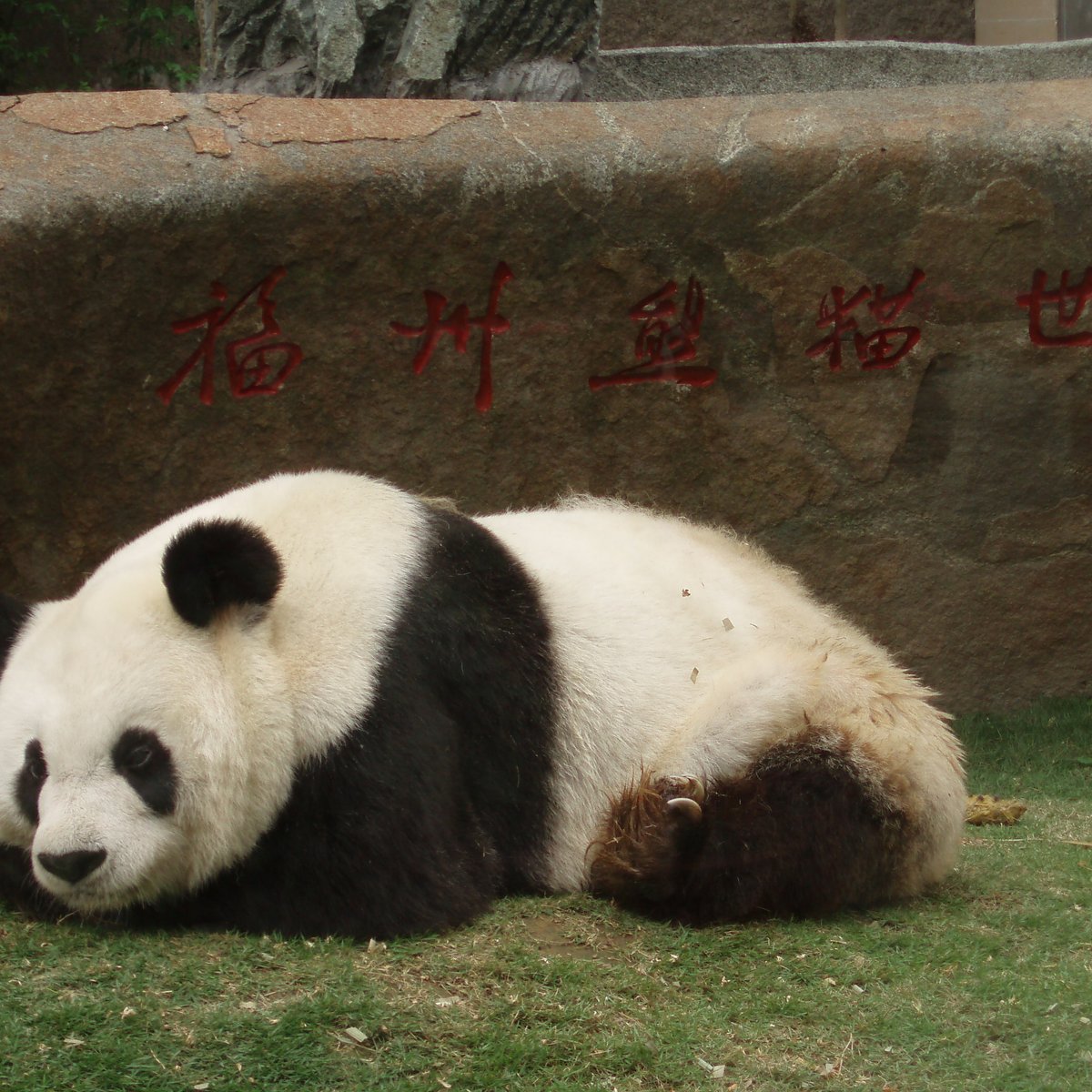 Panda World, Фучжоу: лучшие советы перед посещением - Tripadvisor