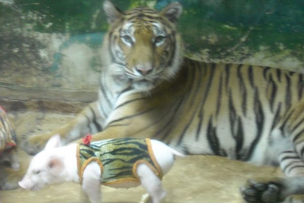 Tiger mom and a litter pig.