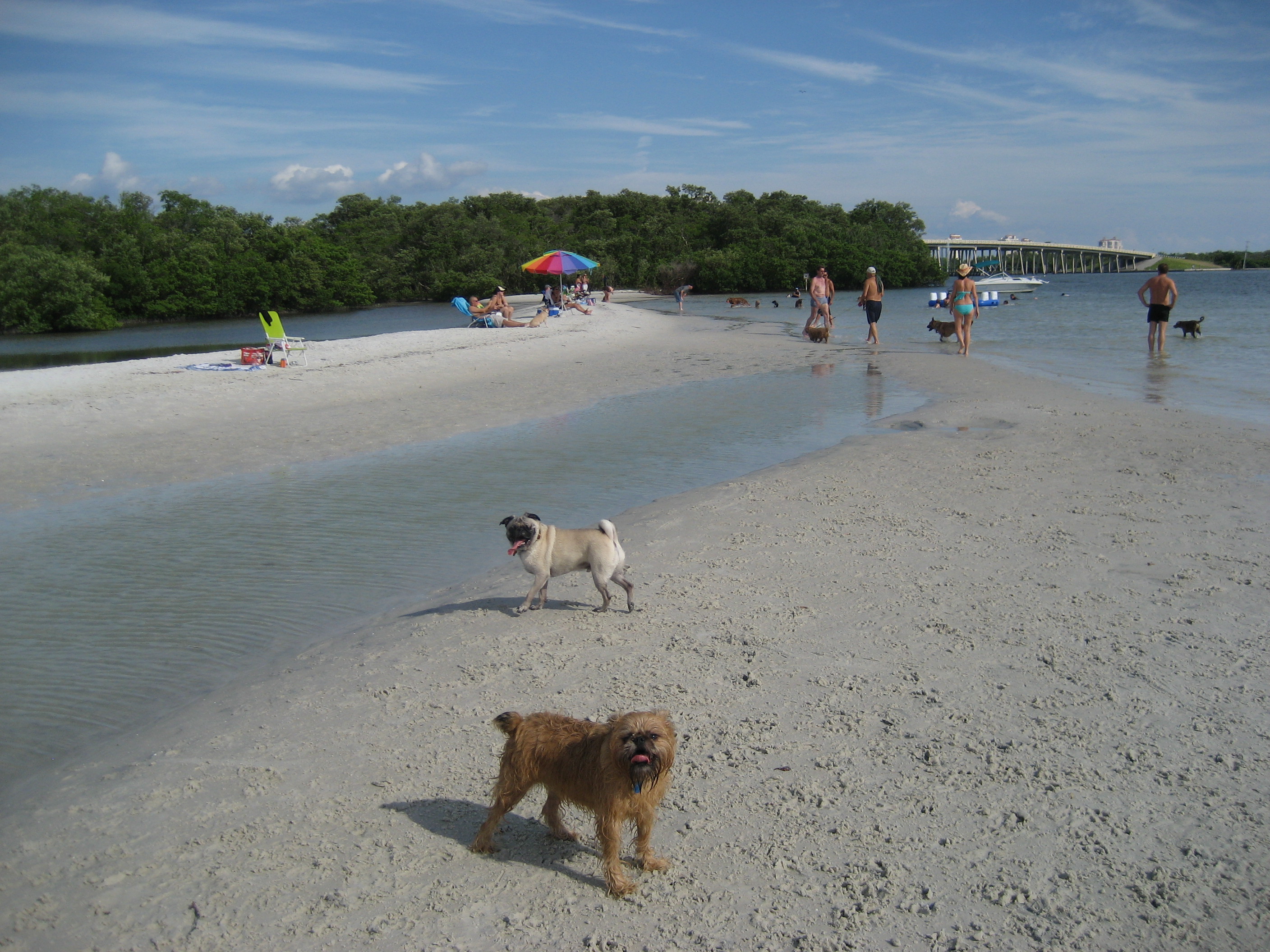 Fort Myers Beach: A Paradise for Dogs and Their Owners