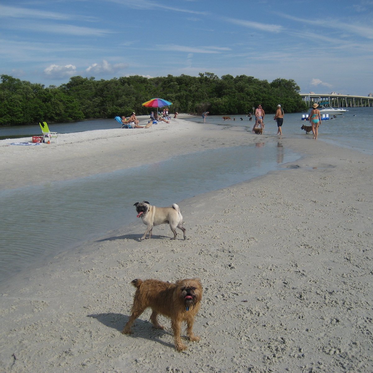 where are dogs allowed on the beach in florida