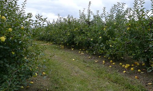 Golden Delicious Apple Trees Milburn Orchards