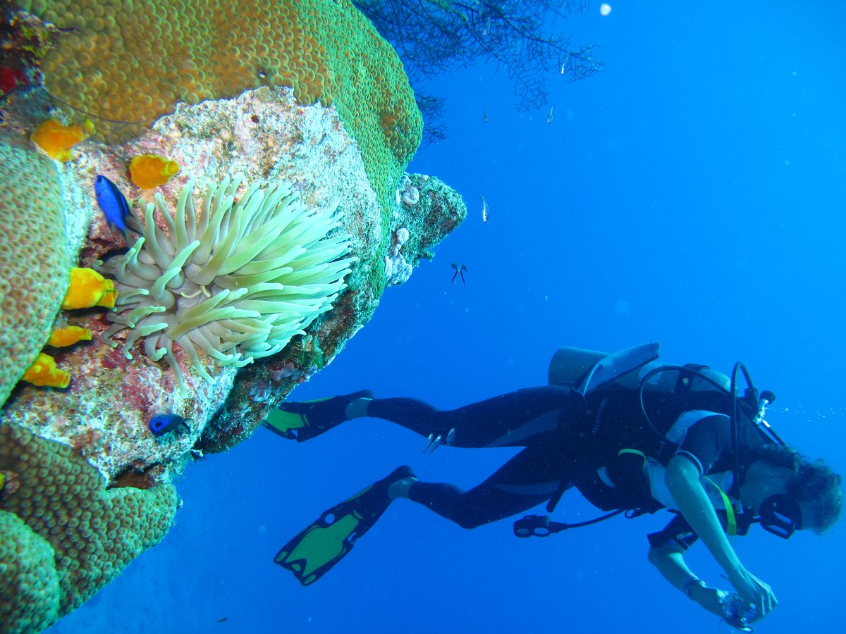 Pontebuzo Cozumel Dive Center - All You Need to Know BEFORE You Go