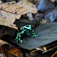 rana dedrobates verde y negra en tour de dia
