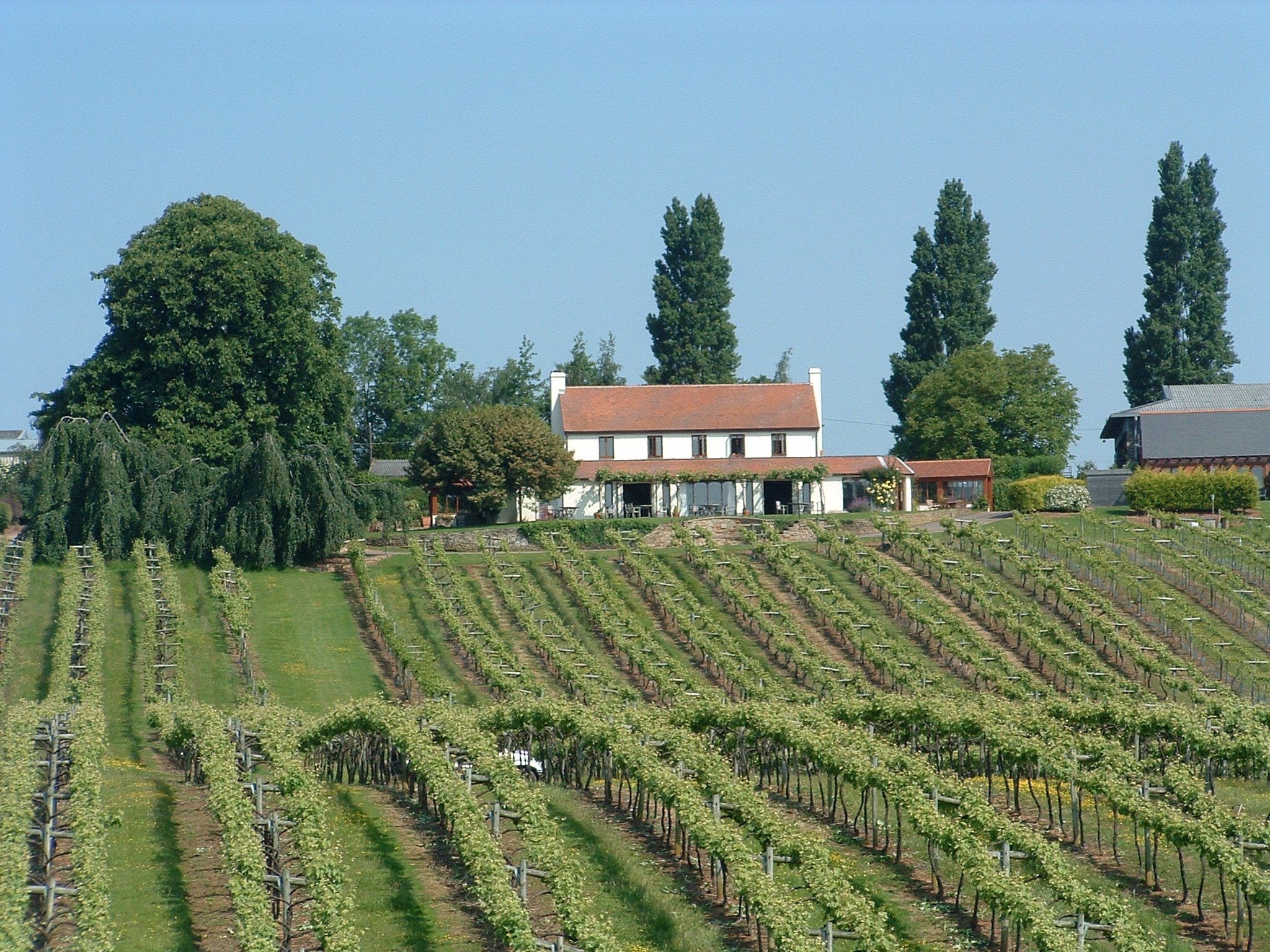 Three choirs store vineyard