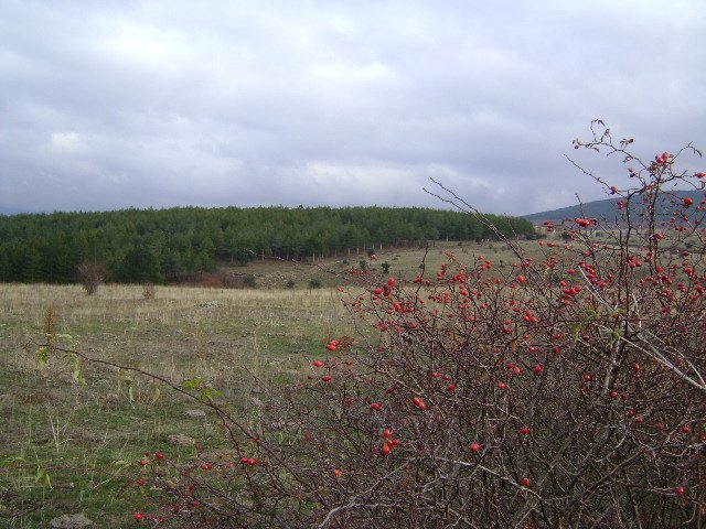 Imagen 9 de Sierra de Madrid