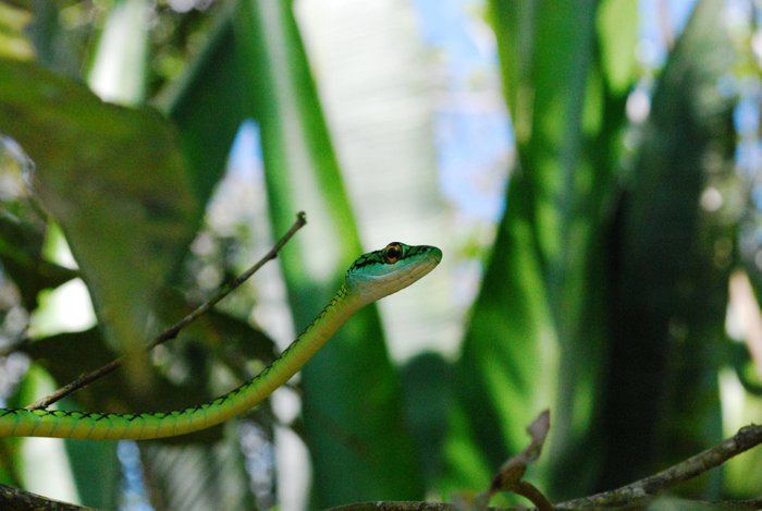 serpiente