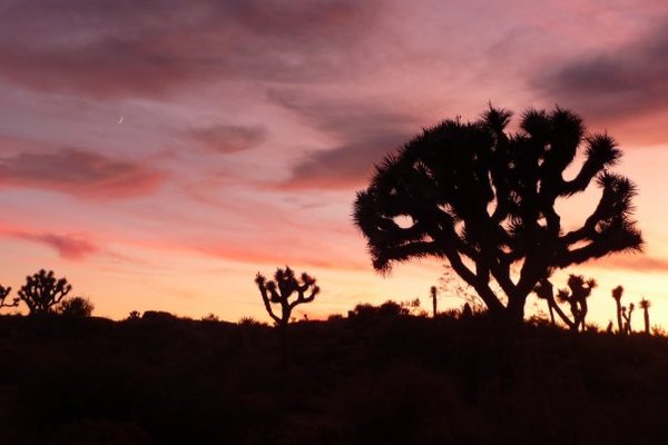 Joshua Tree