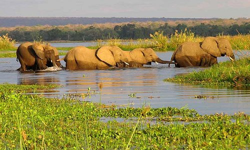 The Elephant Crossing Okavango Delta