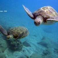 Green turtles in El Puertito