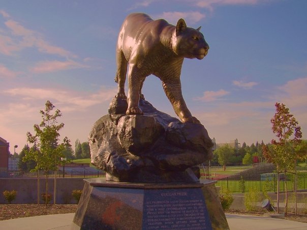 The Coug image