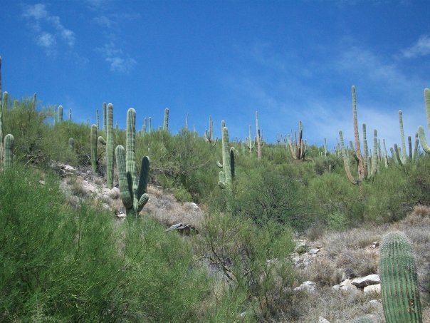Coronado National Forest Arizona 2021 All You Need To Know Before You Go Tours Tickets With Photos Tripadvisor