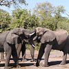 What to do and see in Chobe National Park, North-West District: The Best Things to do Adventurous