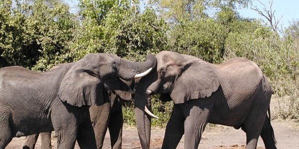 Family gathering of elephants