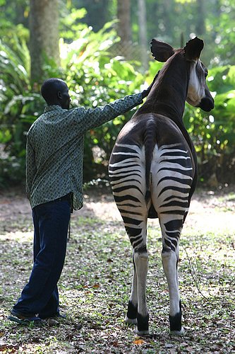 Okapi Wildlife Reserve (Orientale Province) - All You Need to Know BEFORE You Go Okapi Wildlife Reserve (Orientale Province) - All You Need to Know BEFORE You Go