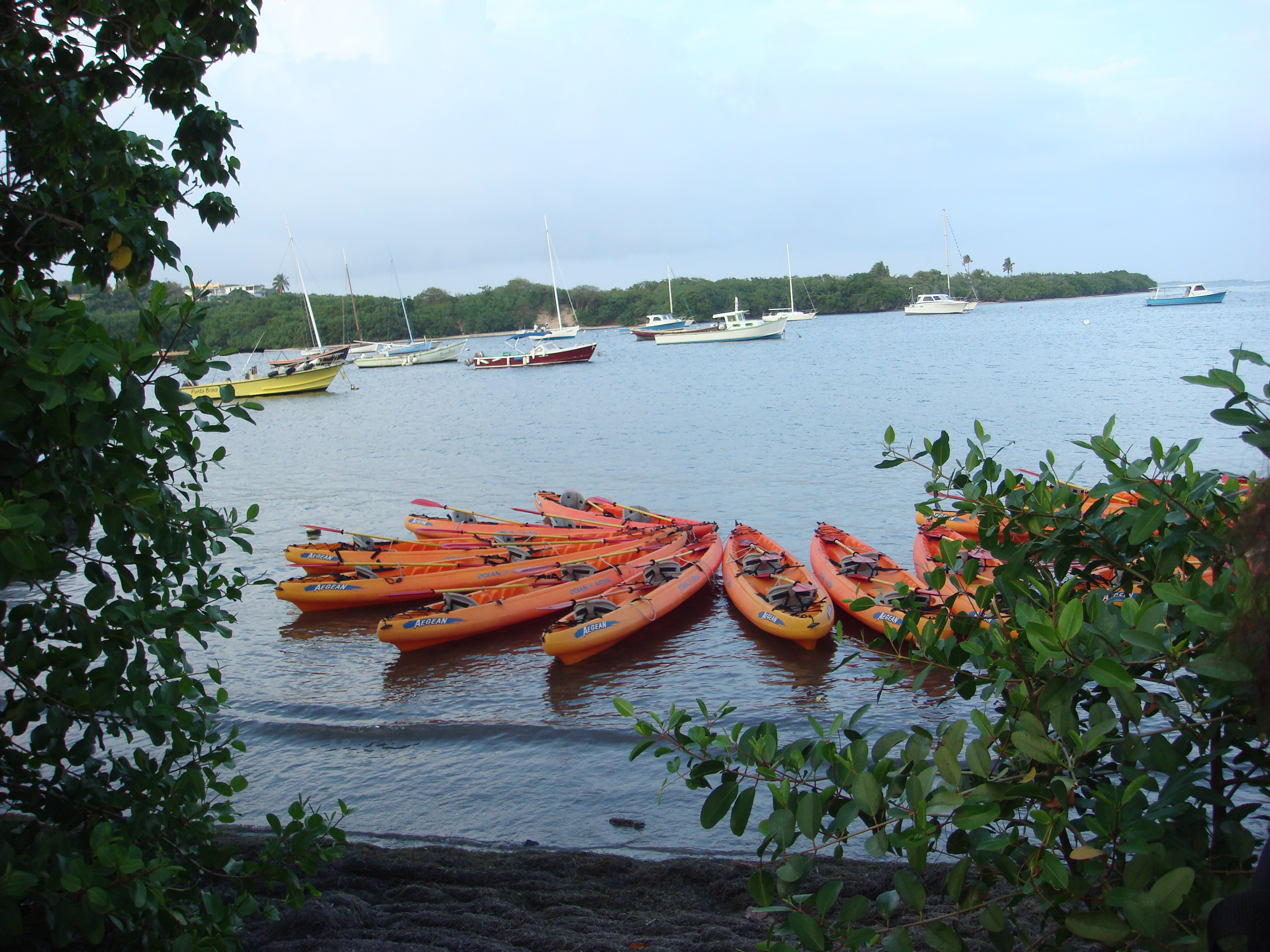 Puerto Rico Bio Bay Tours LLC All You Need to Know BEFORE You Go