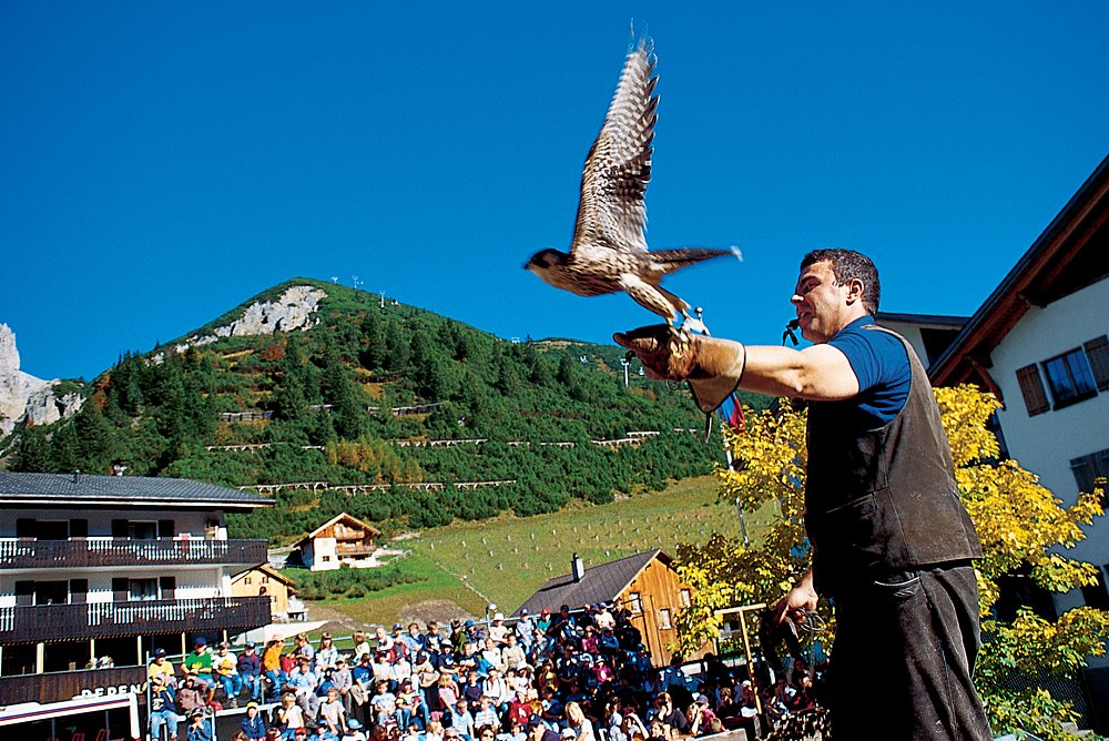 NÖ Falknerei- und Greifvogelzentrum (Lower Austrian Falconry and Bird of Prey  Centre)