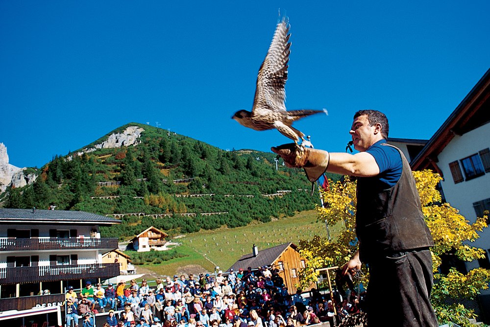 NÖ Falknerei- und Greifvogelzentrum (Lower Austrian Falconry and Bird of Prey  Centre)