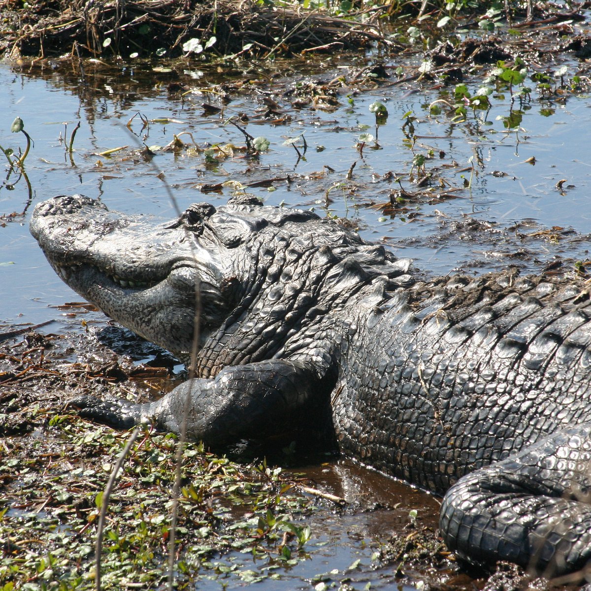 Bayou Gators  www.
