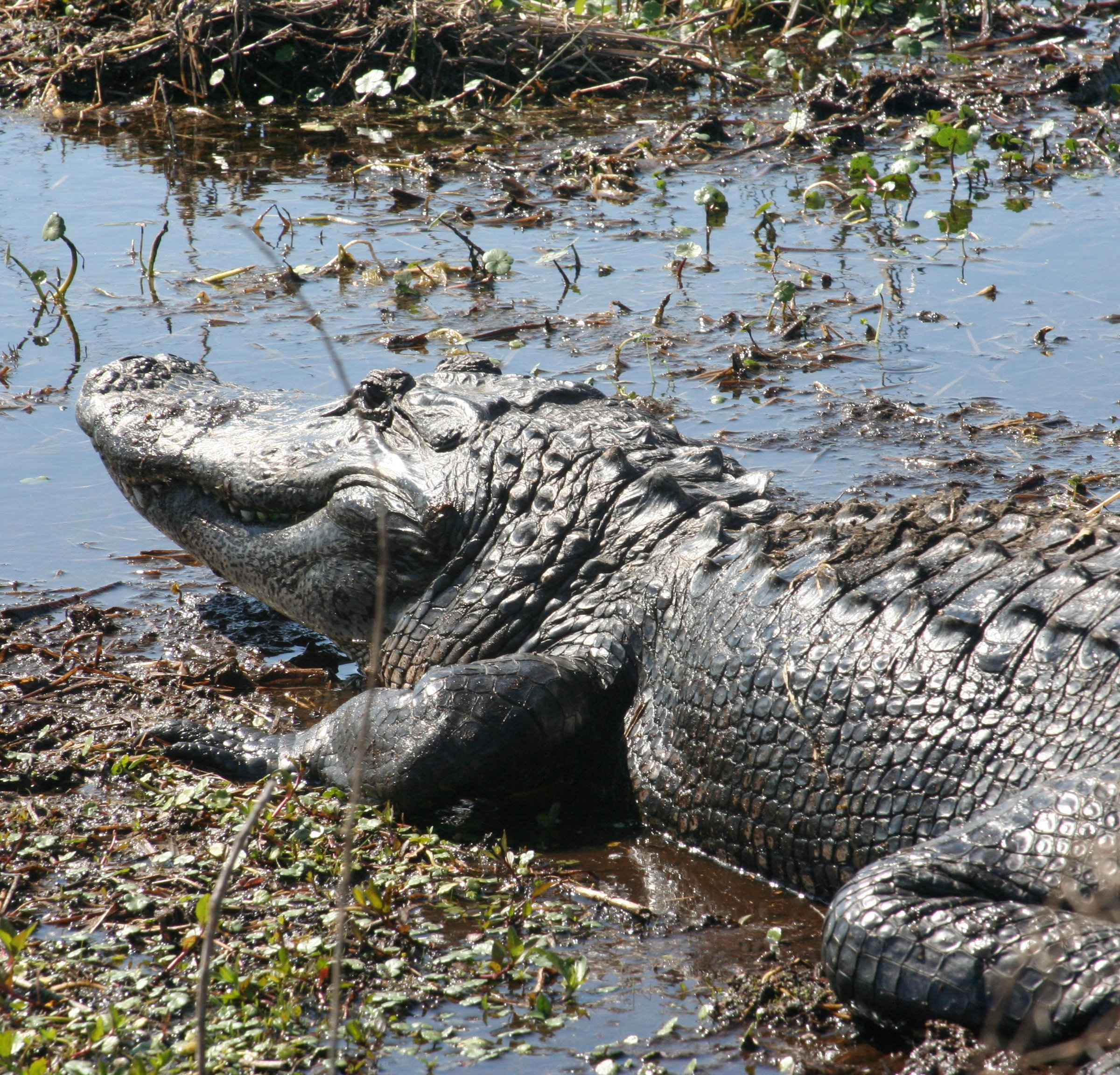 Bayou Black Airboat Swamp Tours - All You Need to Know BEFORE You Go (2025)