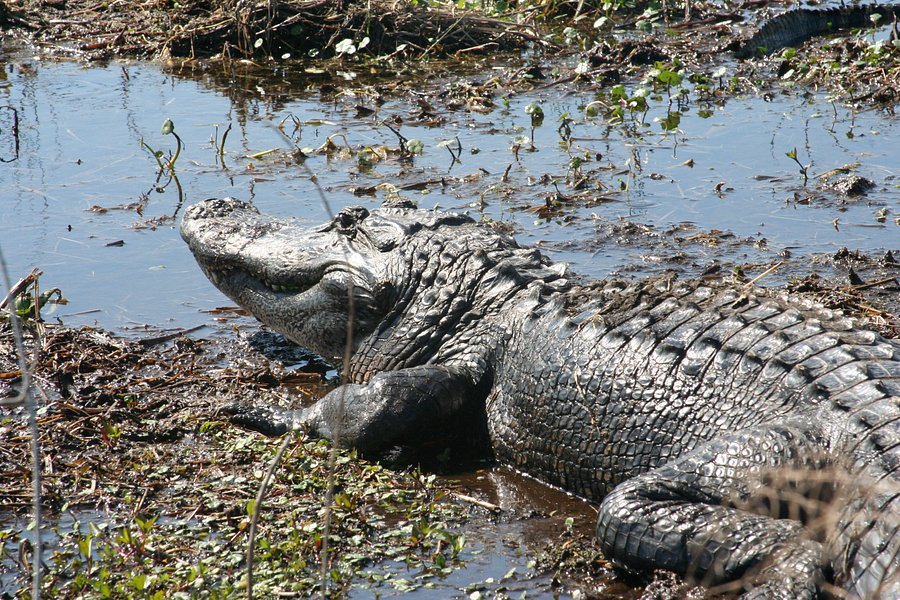 airboat swamp tours in houma la