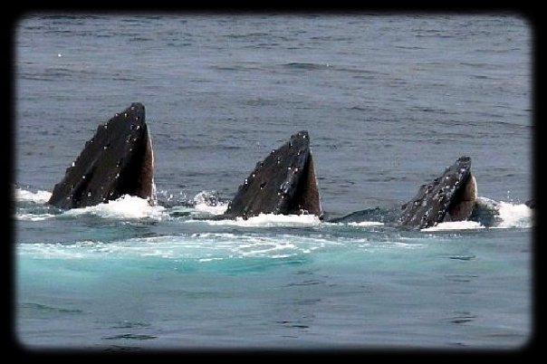 hyannis whale watcher cruise