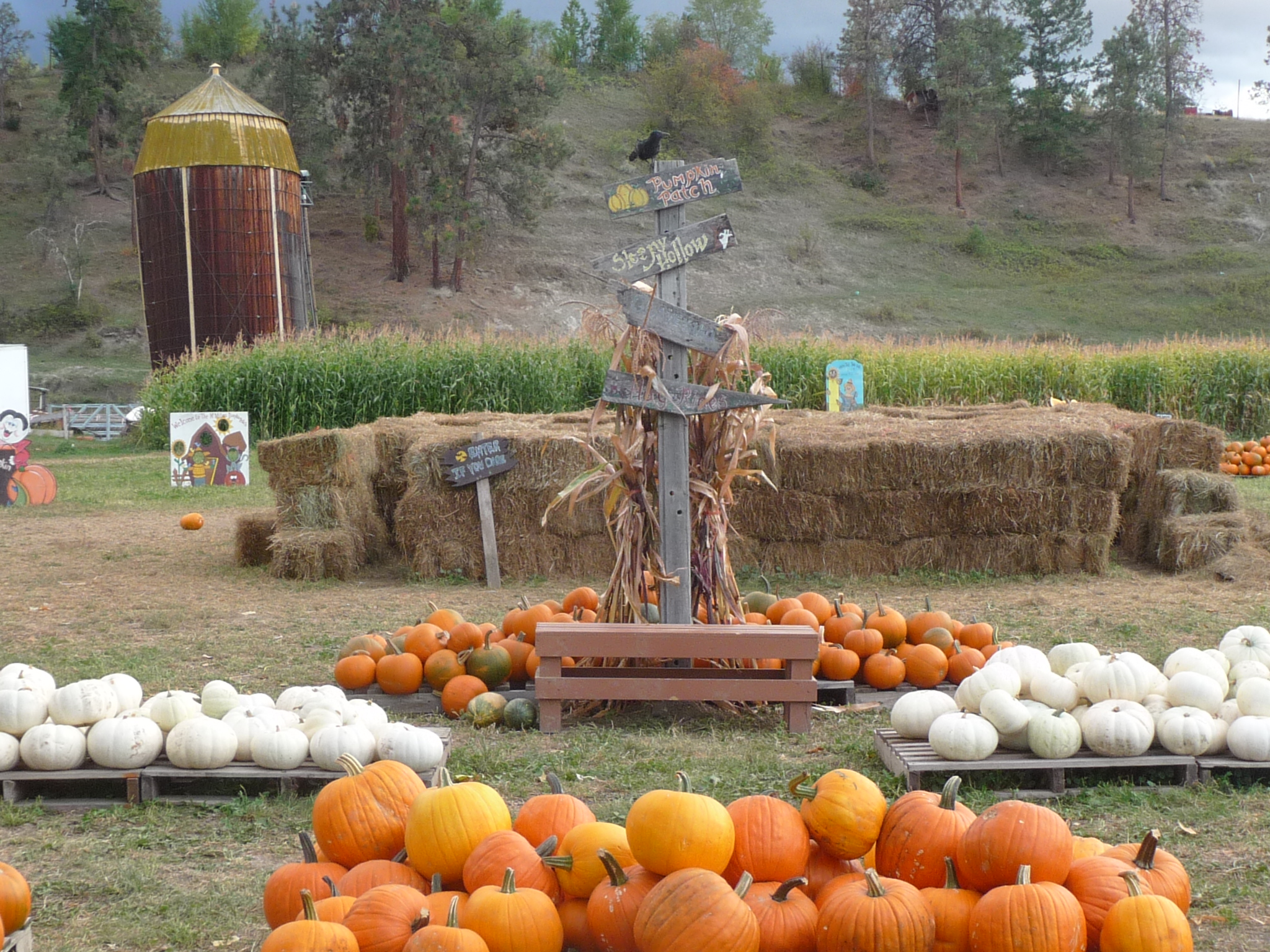 pumpkin patch slingshot