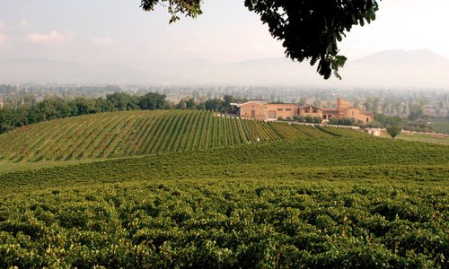 Caprai Vineyard