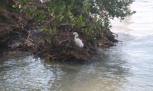 Snowy Egret