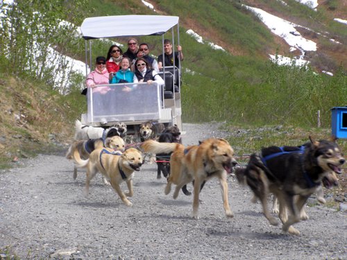 Alaska Alaska Gold Rush ~ Riposo Slitta Cani Su Sentiero ~ Stereoscopia 11517 kak18 