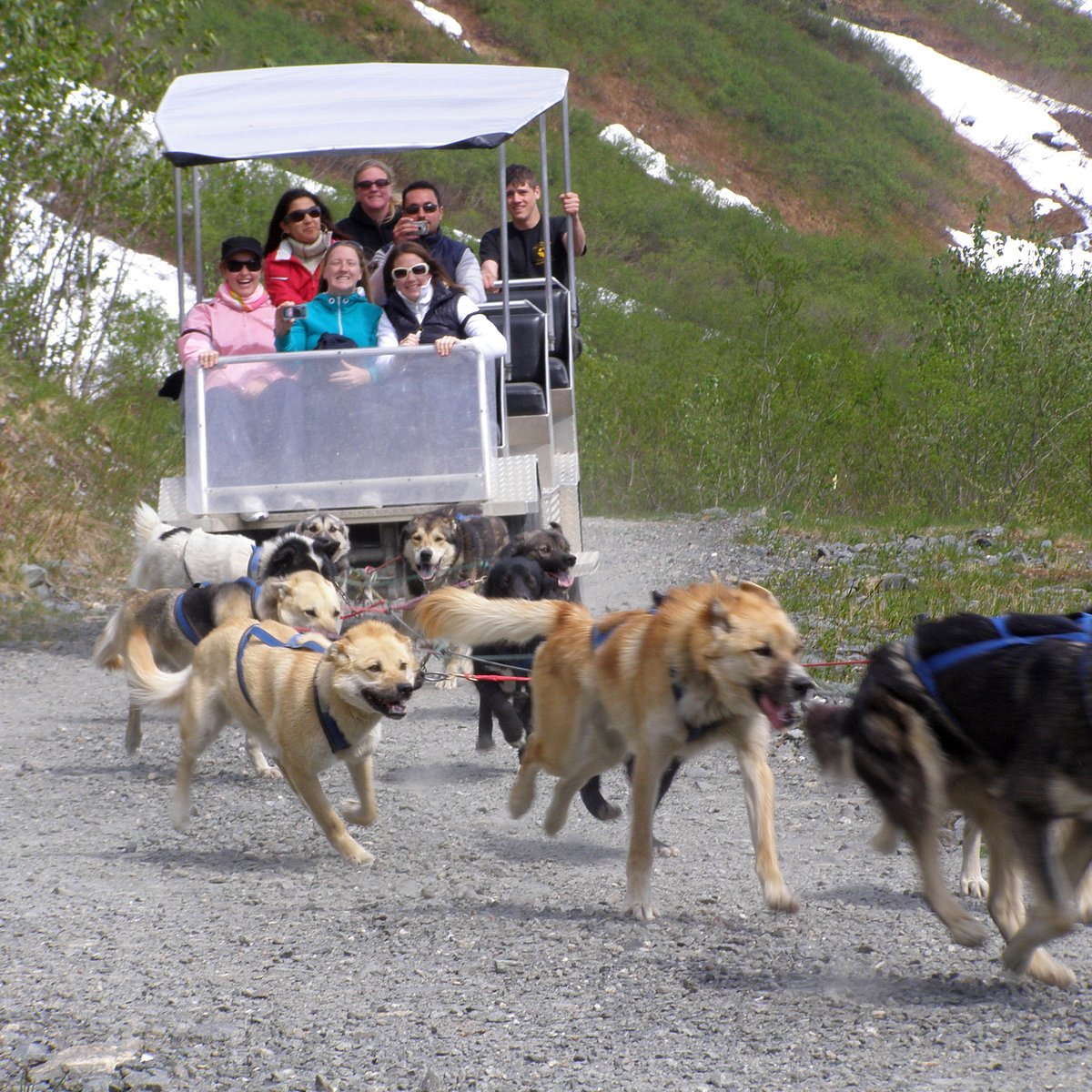 summer dog sled tours juneau alaska