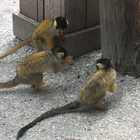these ones walk and jump everywhere