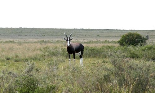 Bontebok