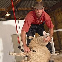 Sheep dog and shearing show twice daily