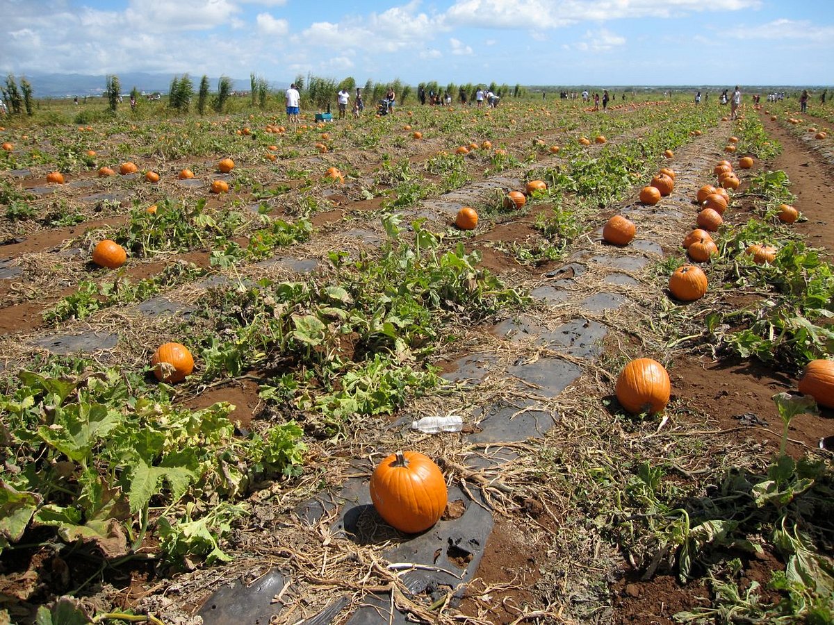 Aloun Farms Pumpkin Festival 2024 Dates Grete Kathlin