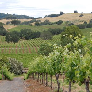 Dry Creek Vineyard (Healdsburg) - All You Need to Know BEFORE You Go